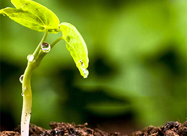 Save the Forest: TCO Y-M Primary Canopy Protection