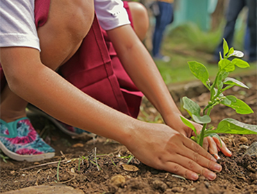 Save the Forest: TCO Y-M Primary Canopy Protection