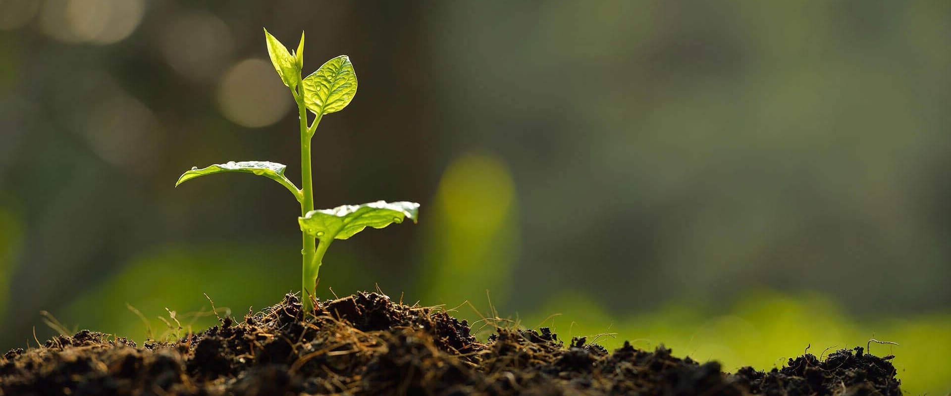 Verifiable Carbon & Biodiversity