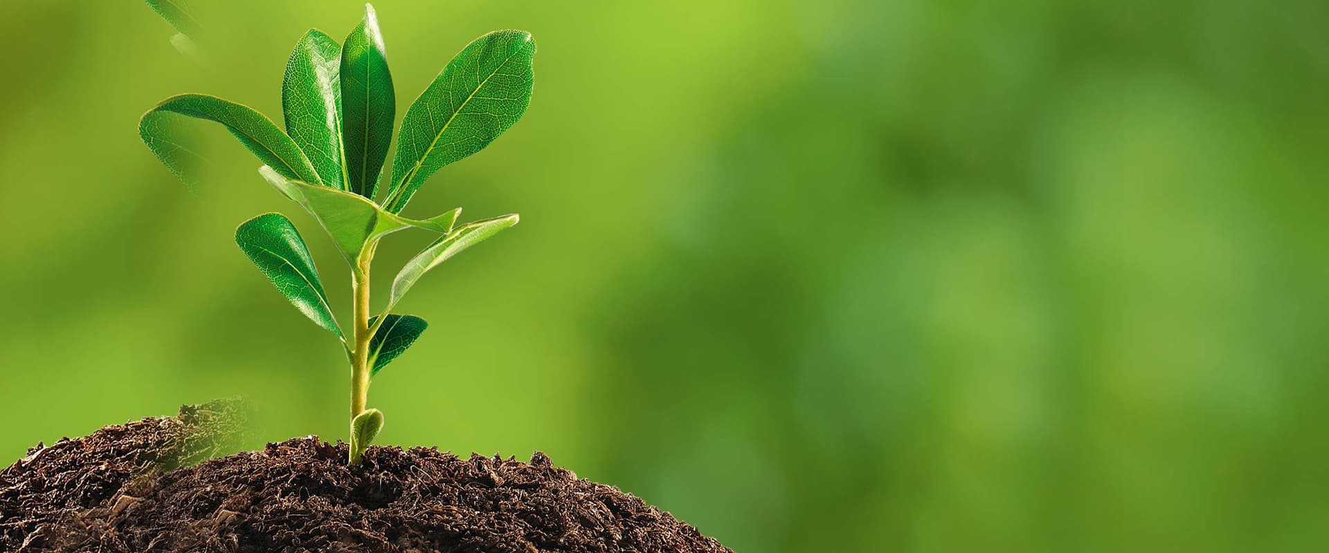 Real-World Natural Capital
